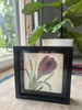 6x6 Flower w Shadow Box